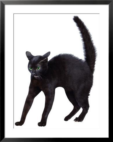 scared-black-cat_i-G-33-3353-MV78F00Z.jpg