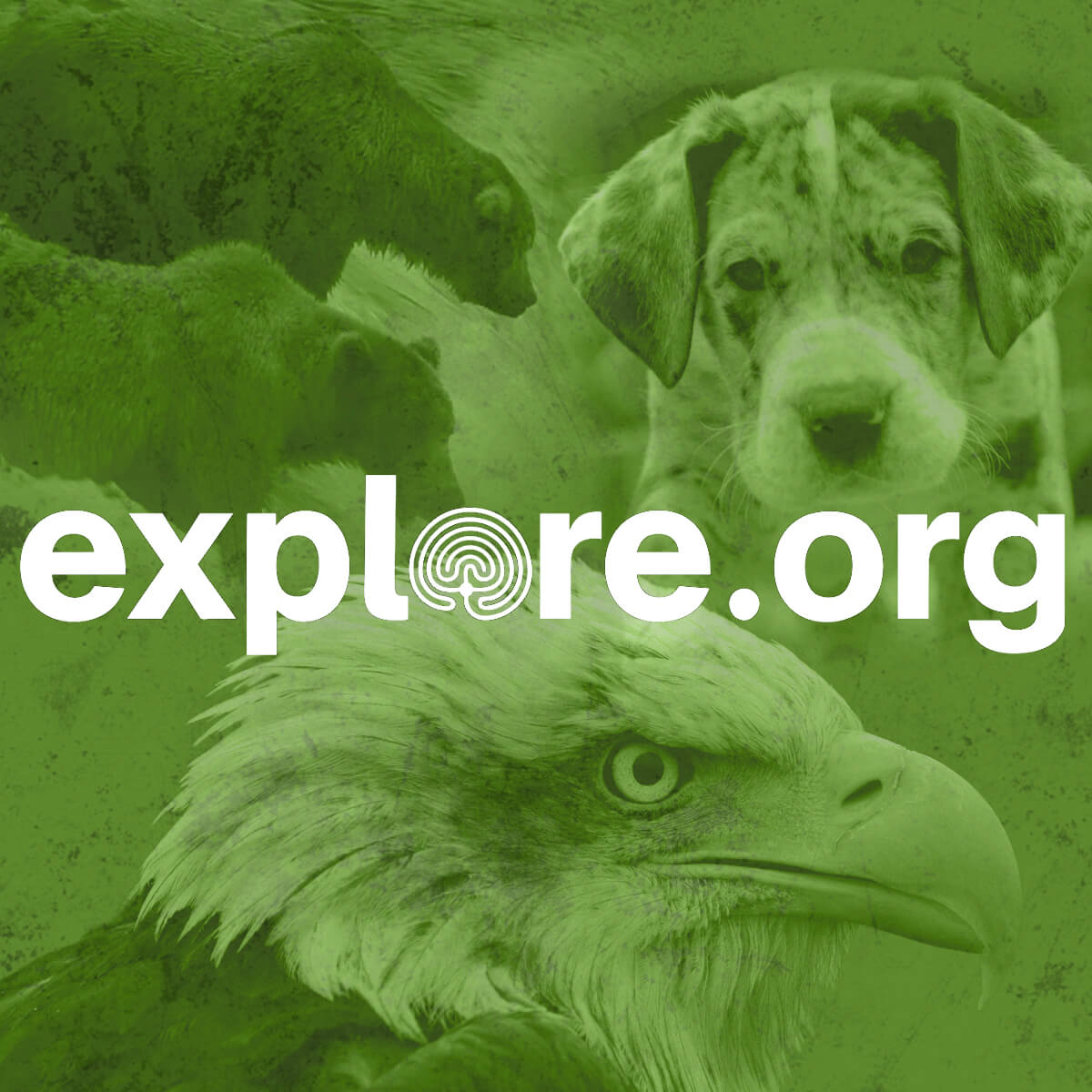 explore.org
