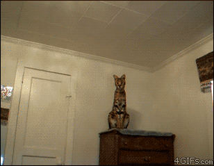tumblr_mjtfl028H41r397nuo1_400.gif