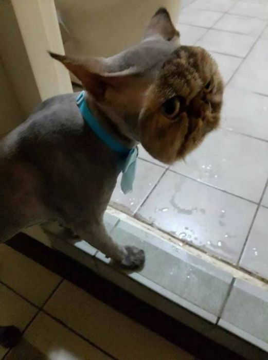 animals_emotional_12.jpg