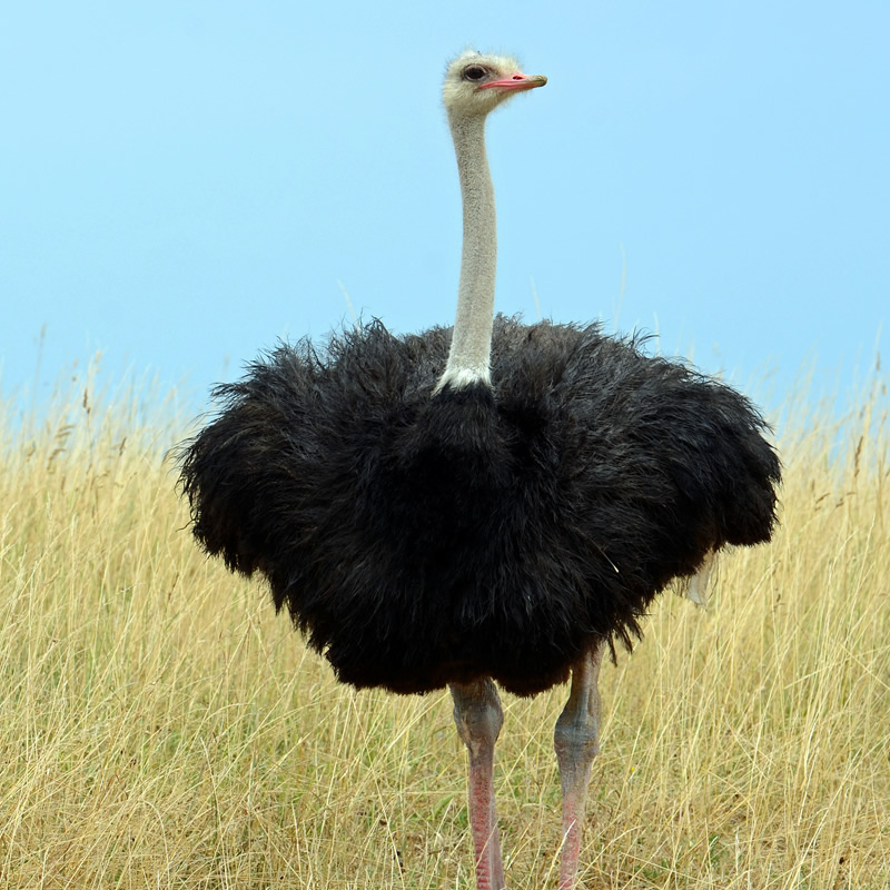 ostrichsmall.jpg