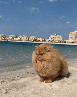ShortMonth4424.gif