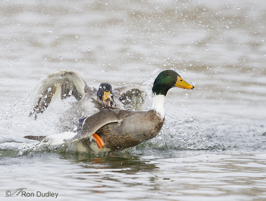 mallard-3035-ron-dudley.jpg