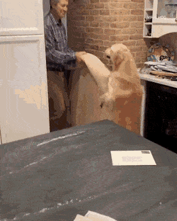 hot-shirk-summer-4.gif