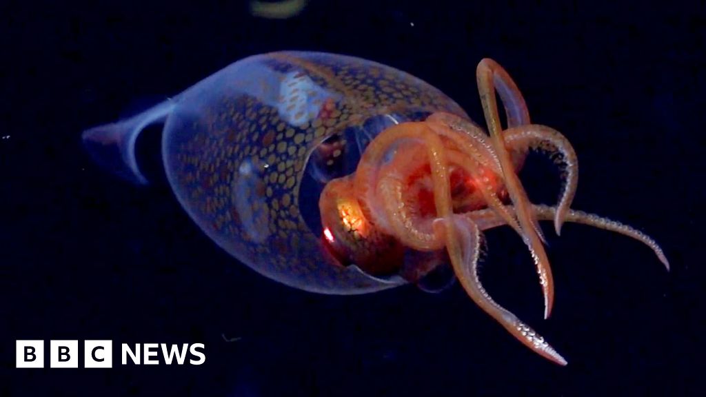www.bbc.com