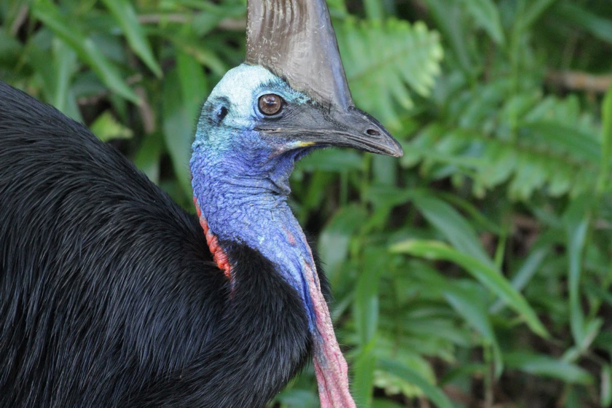 Cassowary-06.jpg