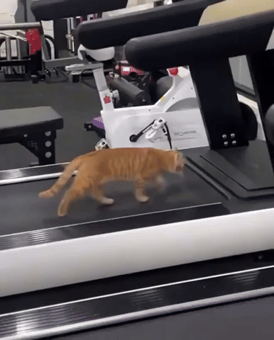 BunnyTracks6130.gif