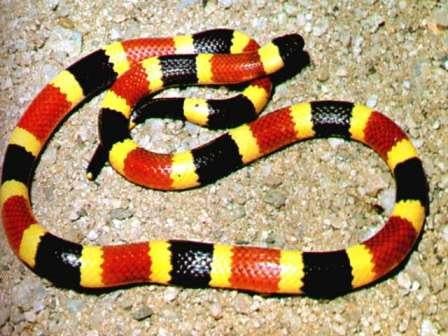 2011-06-21_161232_coral-snake.jpg