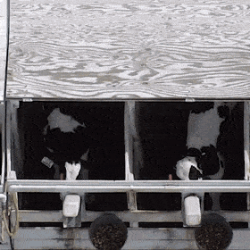 FooledYou5572.gif