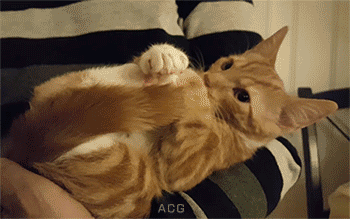 tumblr_o939xrU76z1vwvrrio1_400.gif