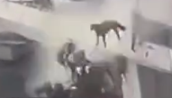 8d9fdbeec54c635e0dbea203e423b2a7.png