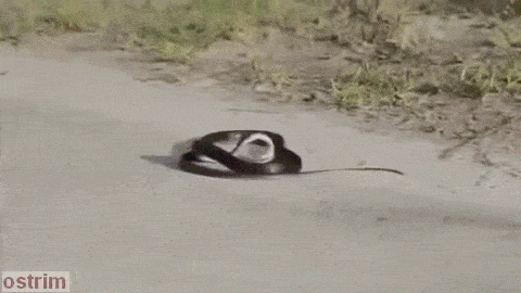 gifs_22.gif