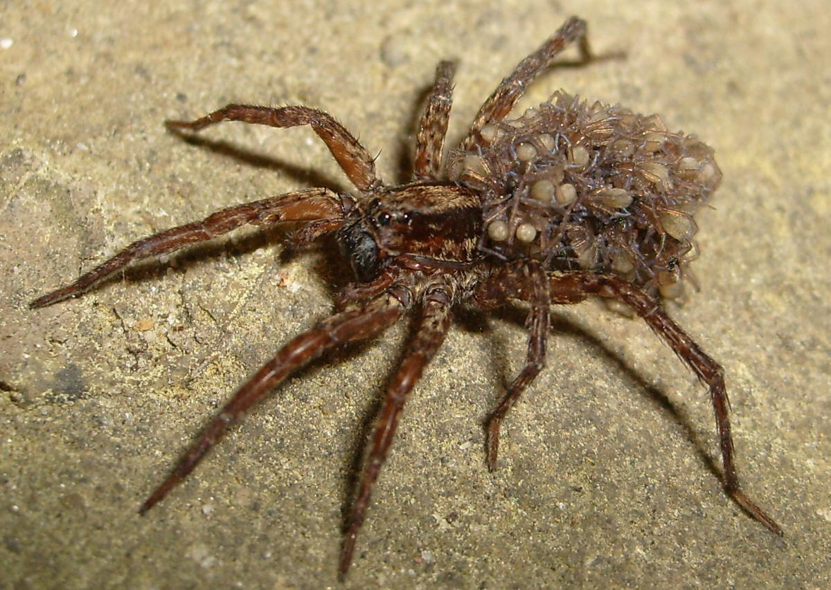 wolf20spider20with20babies204-23-08201.jpg