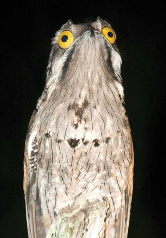 03-potoo_bird.jpg