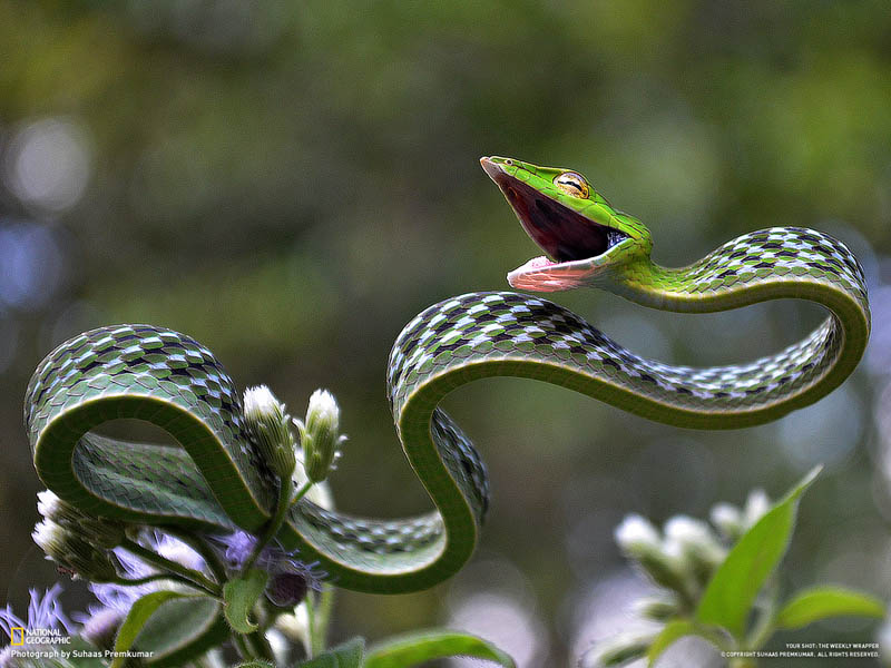 green-vine-snake1.jpg