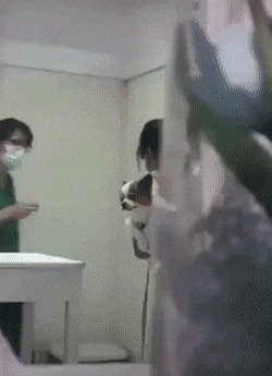 november-rain-5.gif