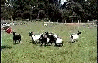 narcoleptic-goats.gif