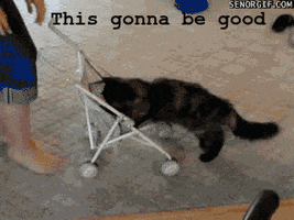 gay house GIF