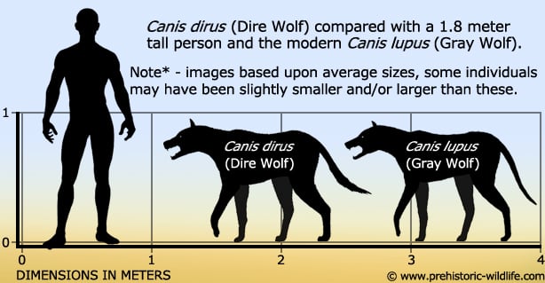 canis-dirus-dire-wolf-size.jpg