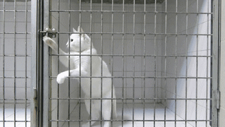 cat-prison-break.gif