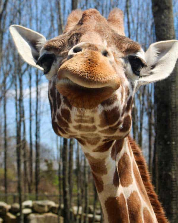 southwickszoo.com