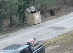bears-1.gif