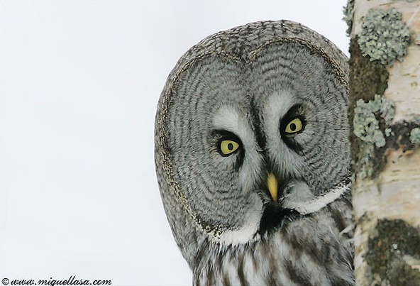 great-grey-owl-face-photo.jpg