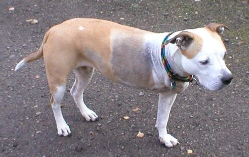 3leggeddog.jpg