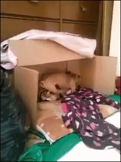 tumblr_ndjg8aahDM1s02vreo1_250.gif