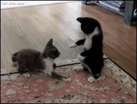 xivk6nphmyxz.gif