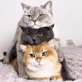 covitine-17.gif