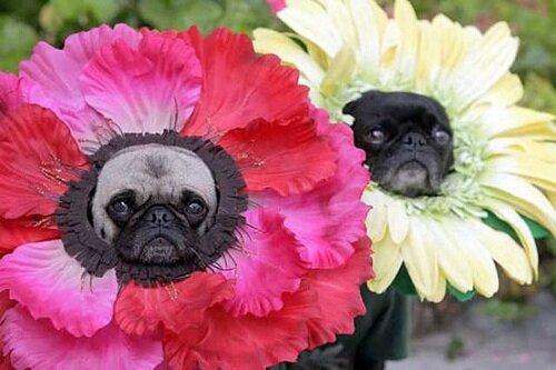 Pugs-In-Flower-Costume-Kawaii-Blog.jpg