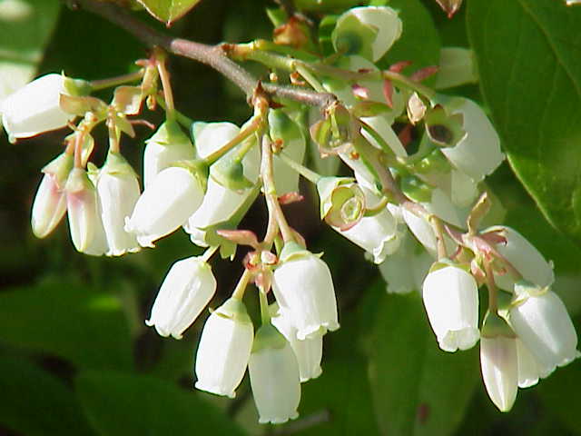 Vaccinium_corymbosum0.jpg