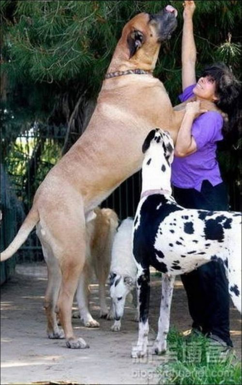 huge_dogs_640_high_06.jpg