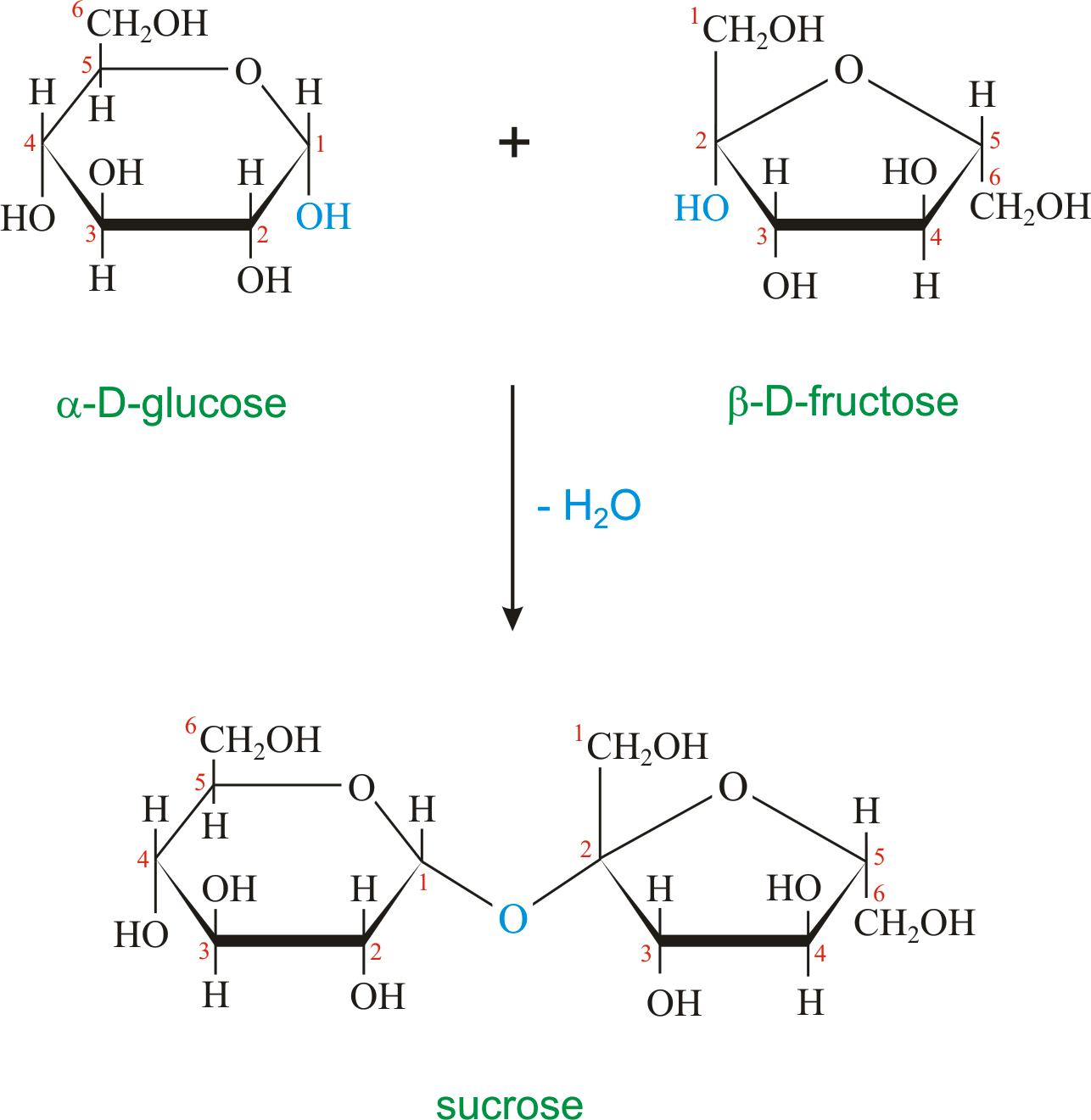 sucrose.png