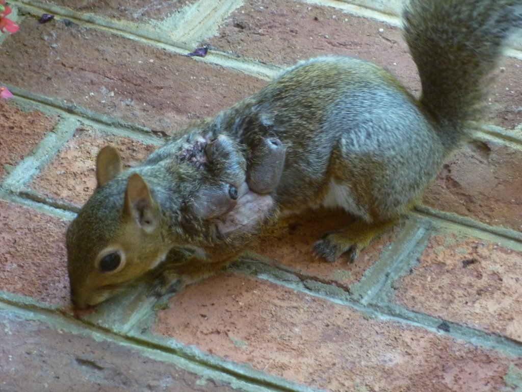 Eastern_Gray_Squirrel_suffering_from_warbles.jpg