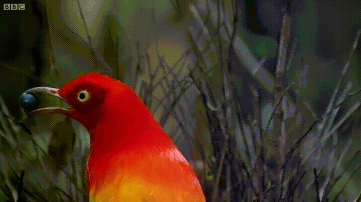 v4t8o1jlz2pz.gif