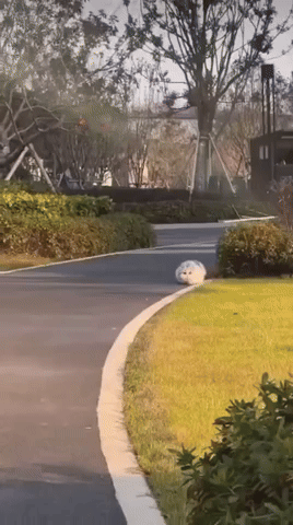 NoFoolin2242.gif