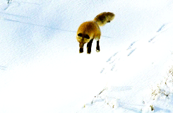 tumblr_msvndpxFAo1sh9h80o5_250.gif