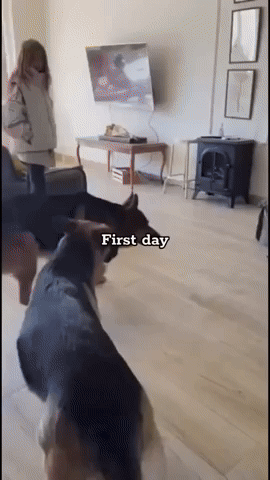 PrezDay8761.gif