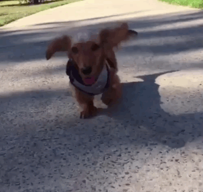 giphy-downsized-large.gif