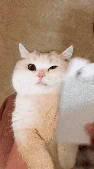 FooledYou1648.gif