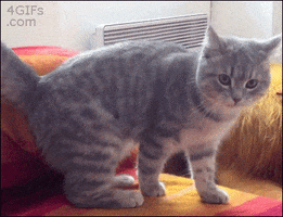 cat fail GIF