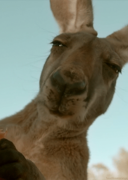 tumblr_mhnyr45pK51r4zr2vo2_r1_500.gif