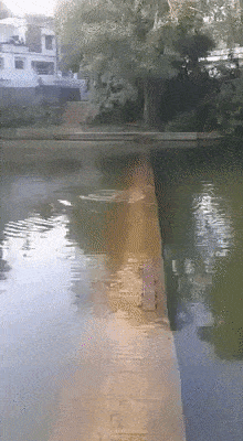 alternative-shirks-28.gif