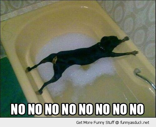 funny-no-dog-bath-tub-pics.jpg