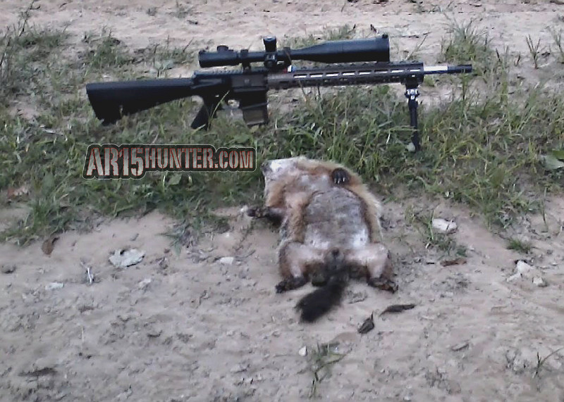 Ground-hog-hunting-AR.jpg
