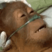 Dying Monkey GIF - Dying Monkey Dying - Discover & Share GIFs