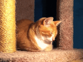 Tired Cat GIF