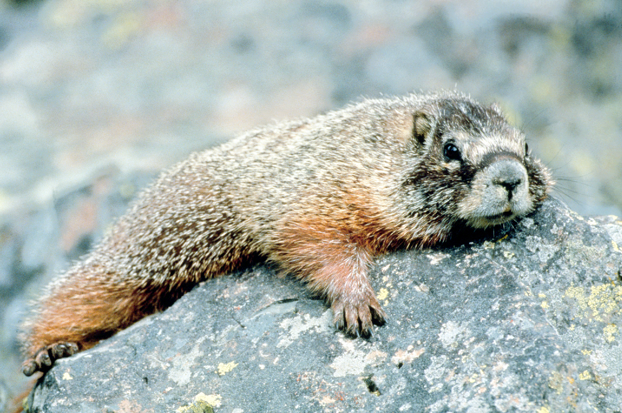 Marmot_in_Grand_Teton_NP-NPS.jpg